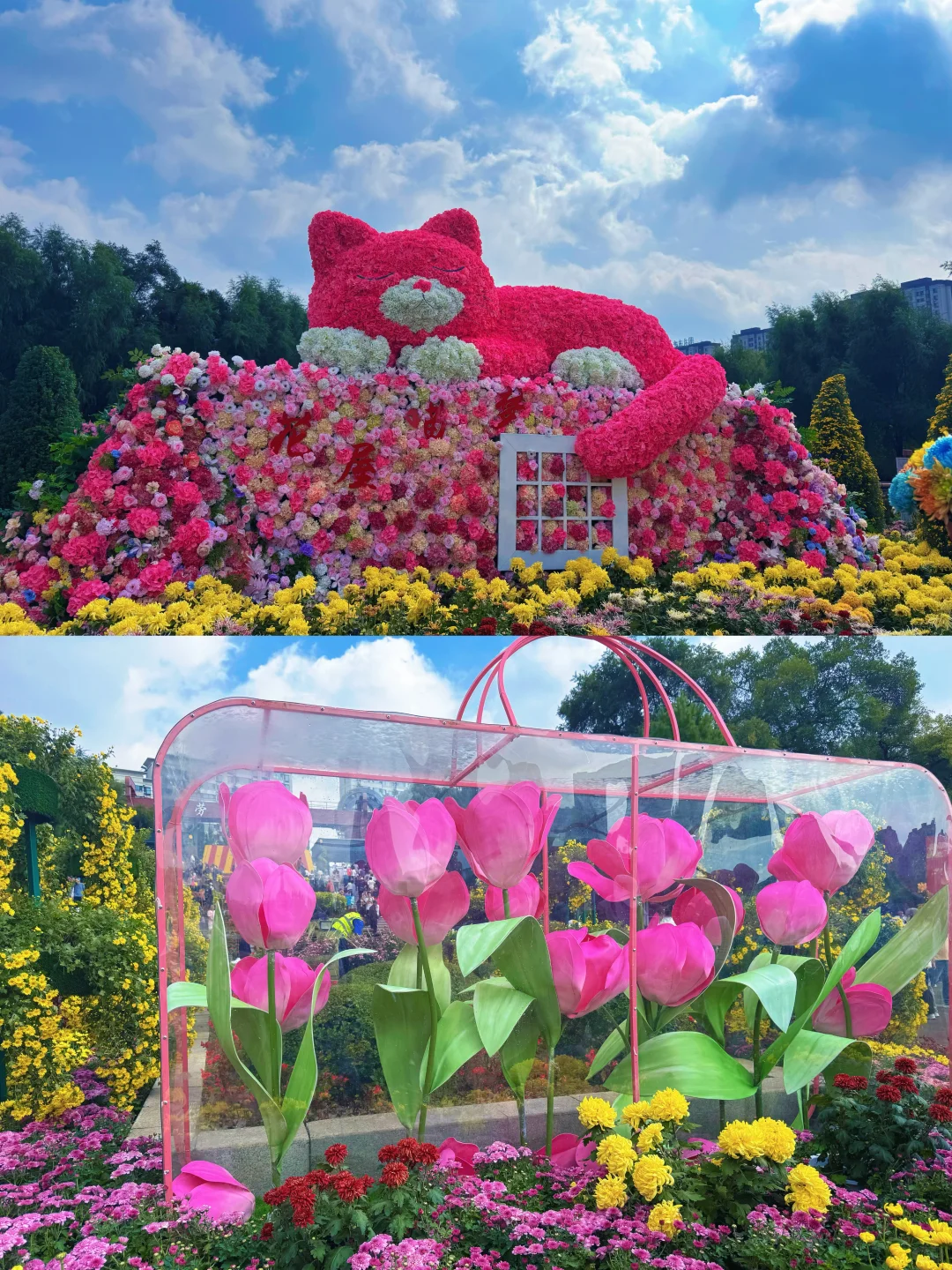 哈尔滨劳动公园今年的菊花展开始啦，攻略！