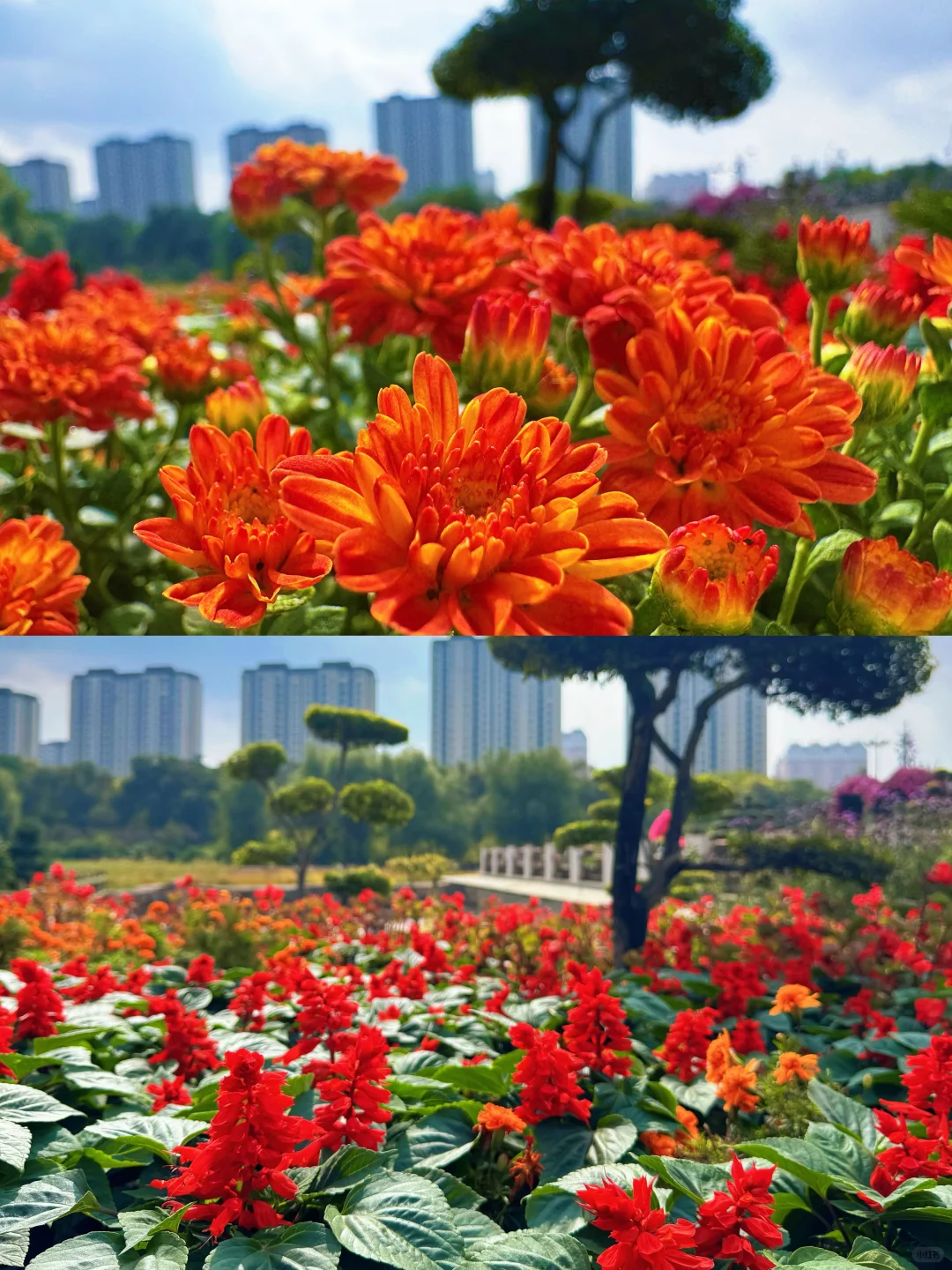 哈尔滨劳动公园今年的菊花展开始啦，攻略！