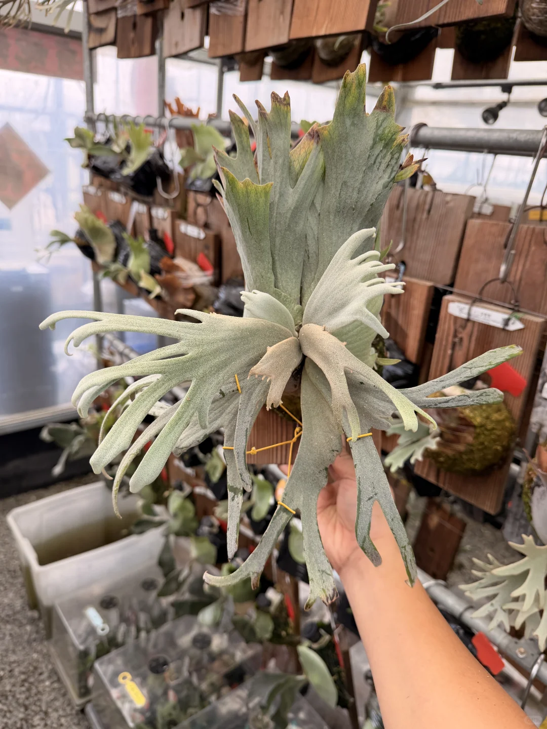 想成為「未來神獸」的創造者嗎？