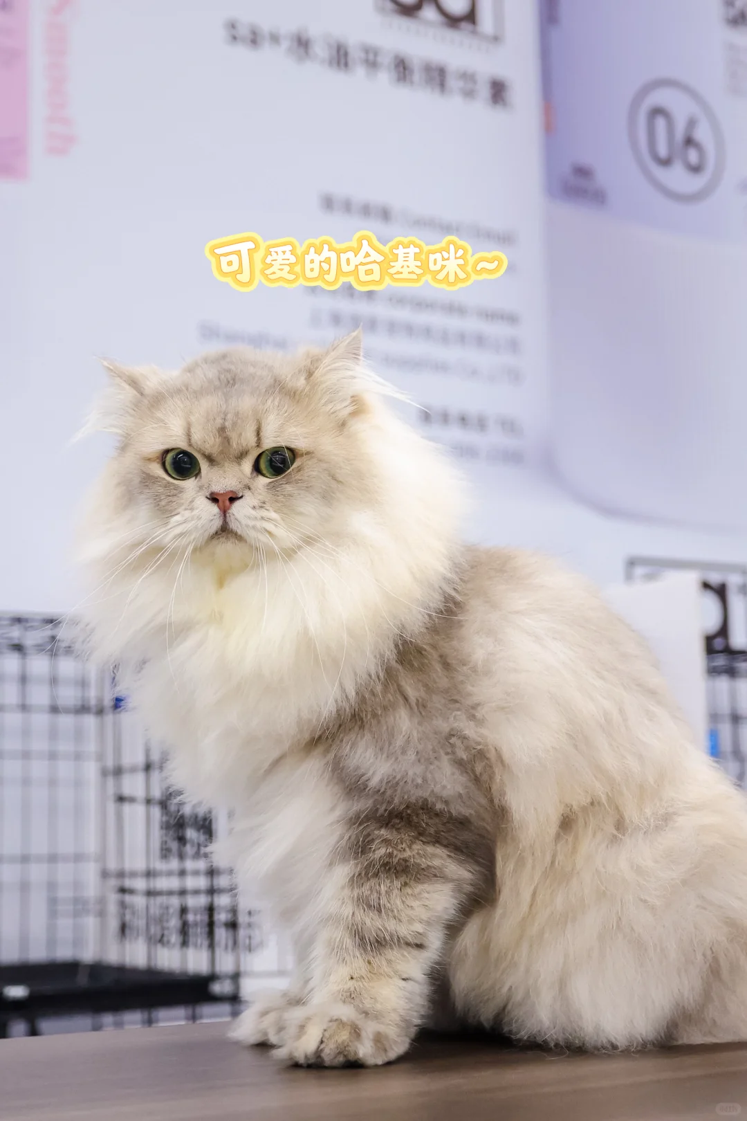 第6届华东宠物展：10月杭州宠粉来袭