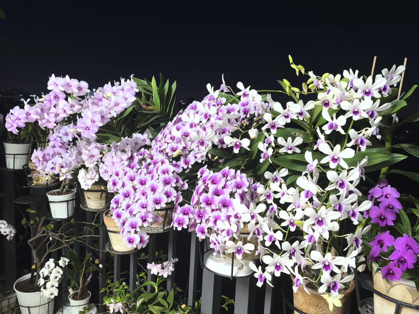 秋石斛爆花养护指南(广州北阳台经验)