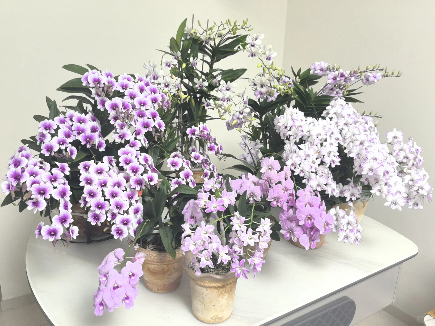 秋石斛爆花养护指南(广州北阳台经验)