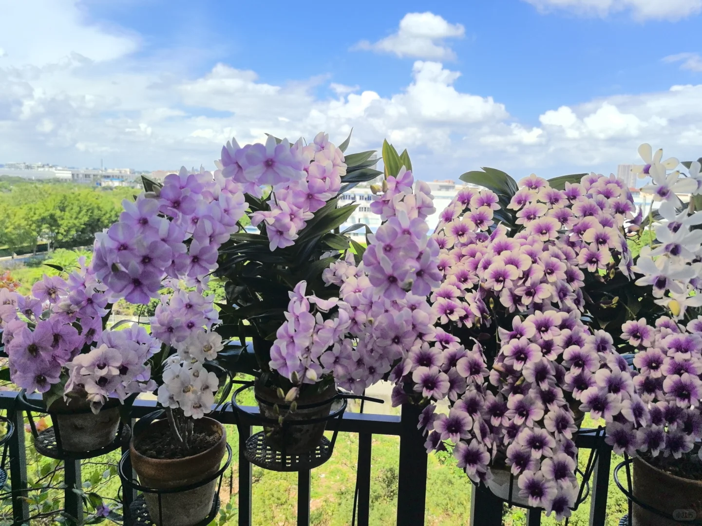 秋石斛爆花养护指南(广州北阳台经验)