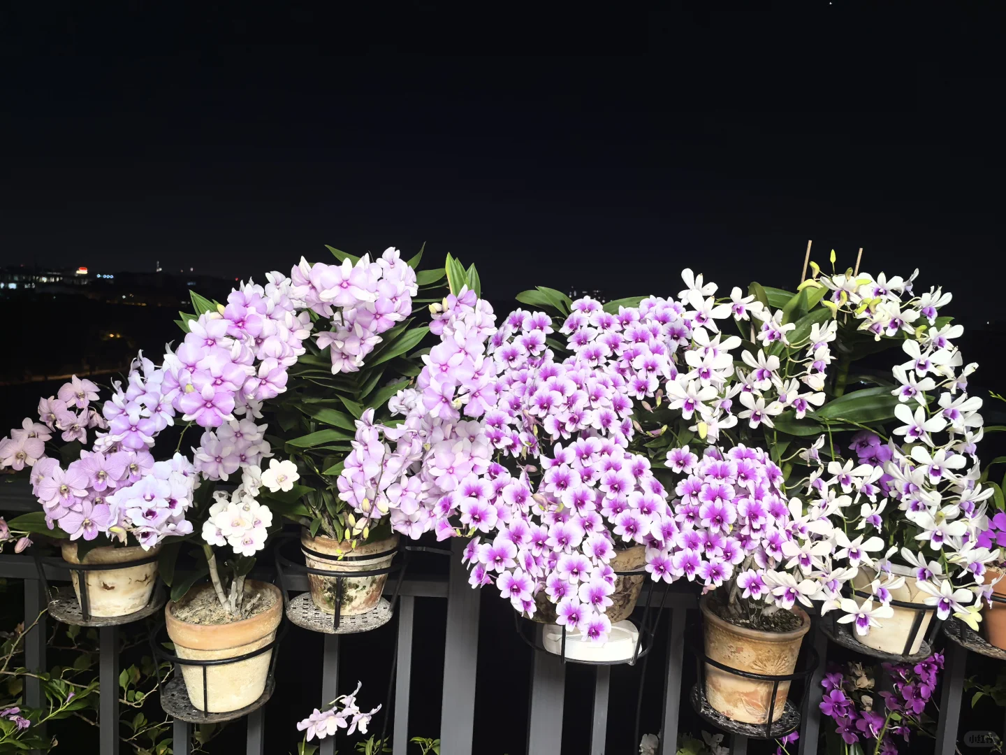 秋石斛爆花养护指南(广州北阳台经验)