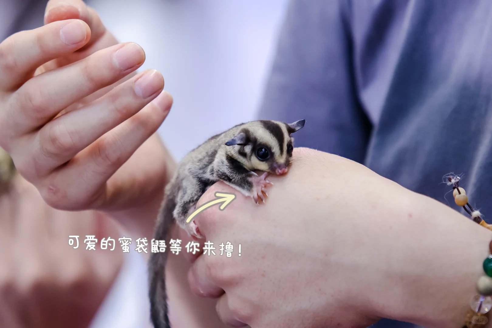 第6届华东宠物展：10月杭州宠粉来袭
