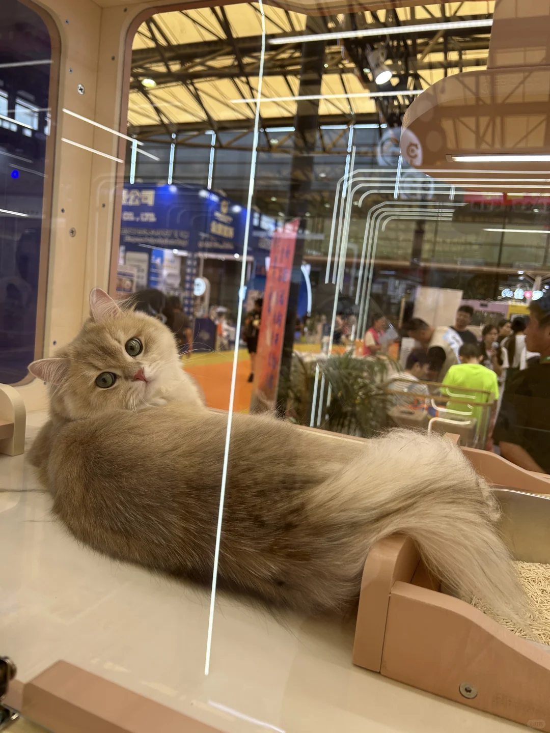 上海第27届亚洲宠物展