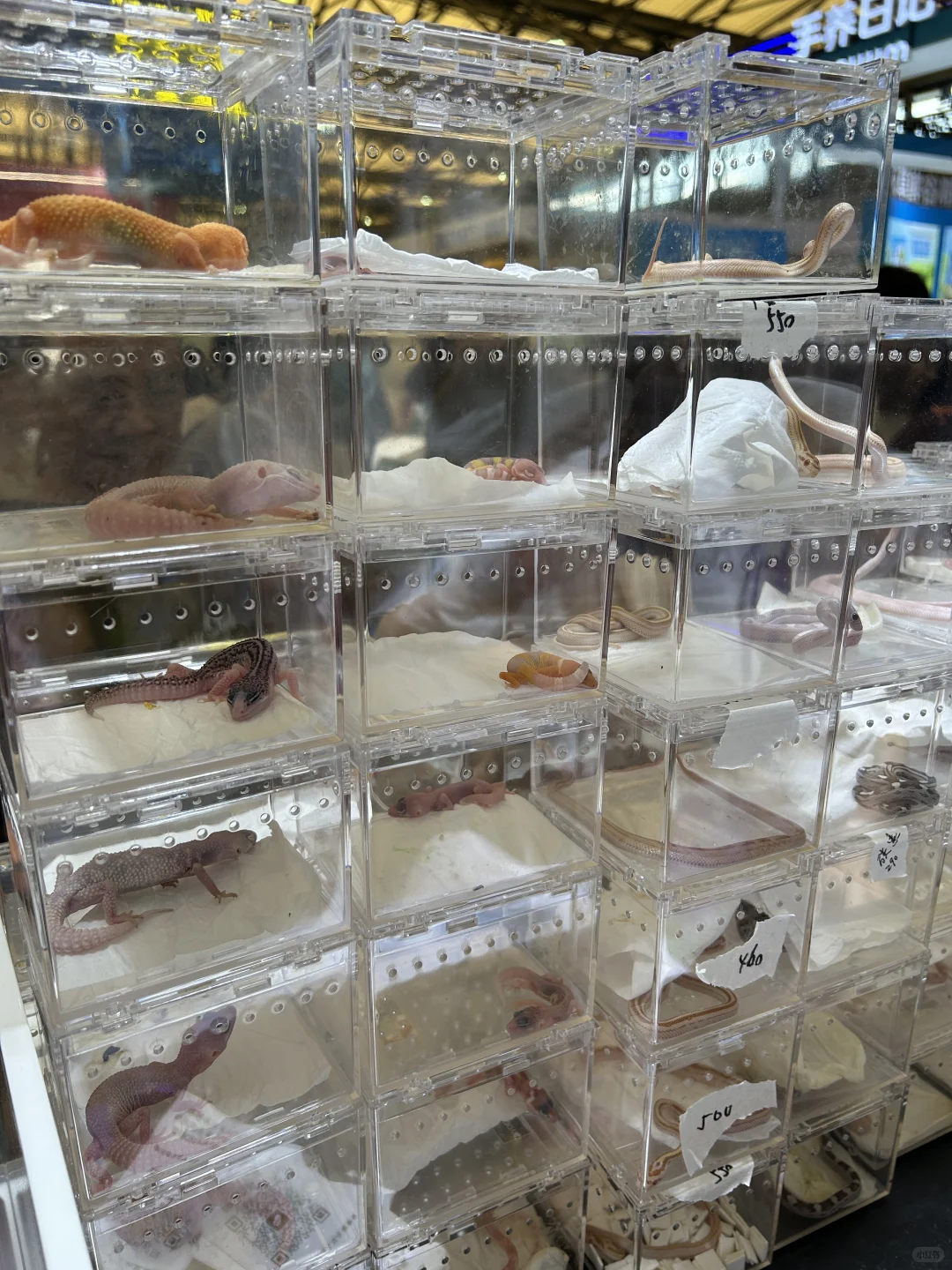 上海第27届亚洲宠物展