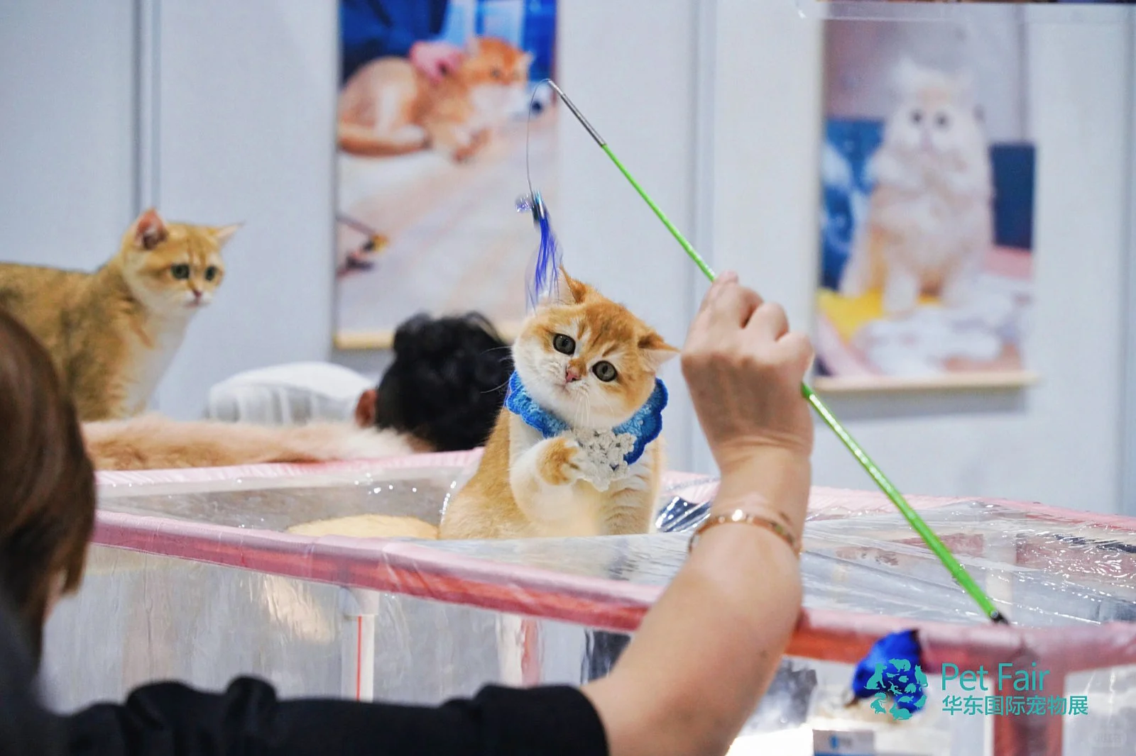 杭州宠友集合！华东宠物展来啦～