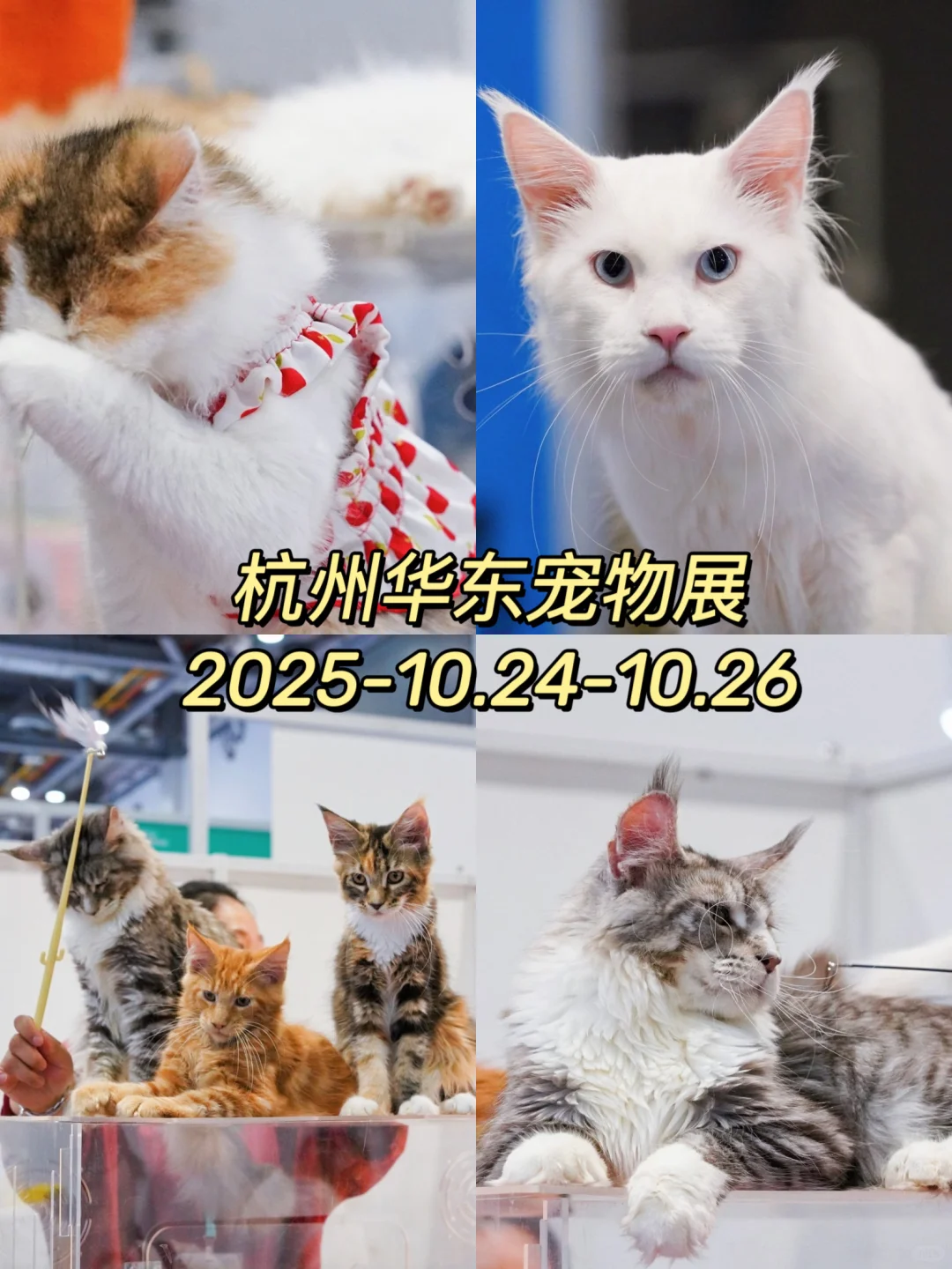 杭州宠友集合！华东宠物展来啦～