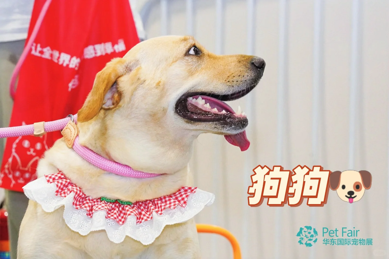 杭州宠友集合！华东宠物展来啦～