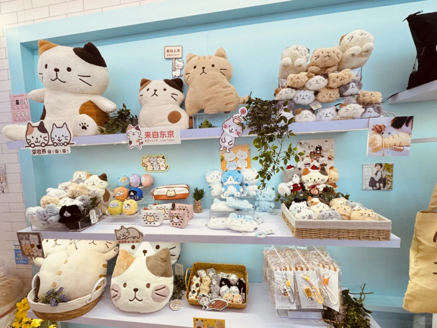云逛展｜上海富酷猫现场