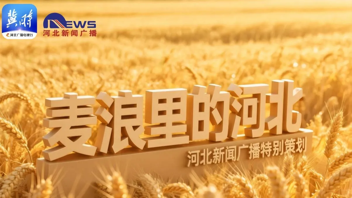 麦浪里的河北 | 我们在麦田里拿到毕业证