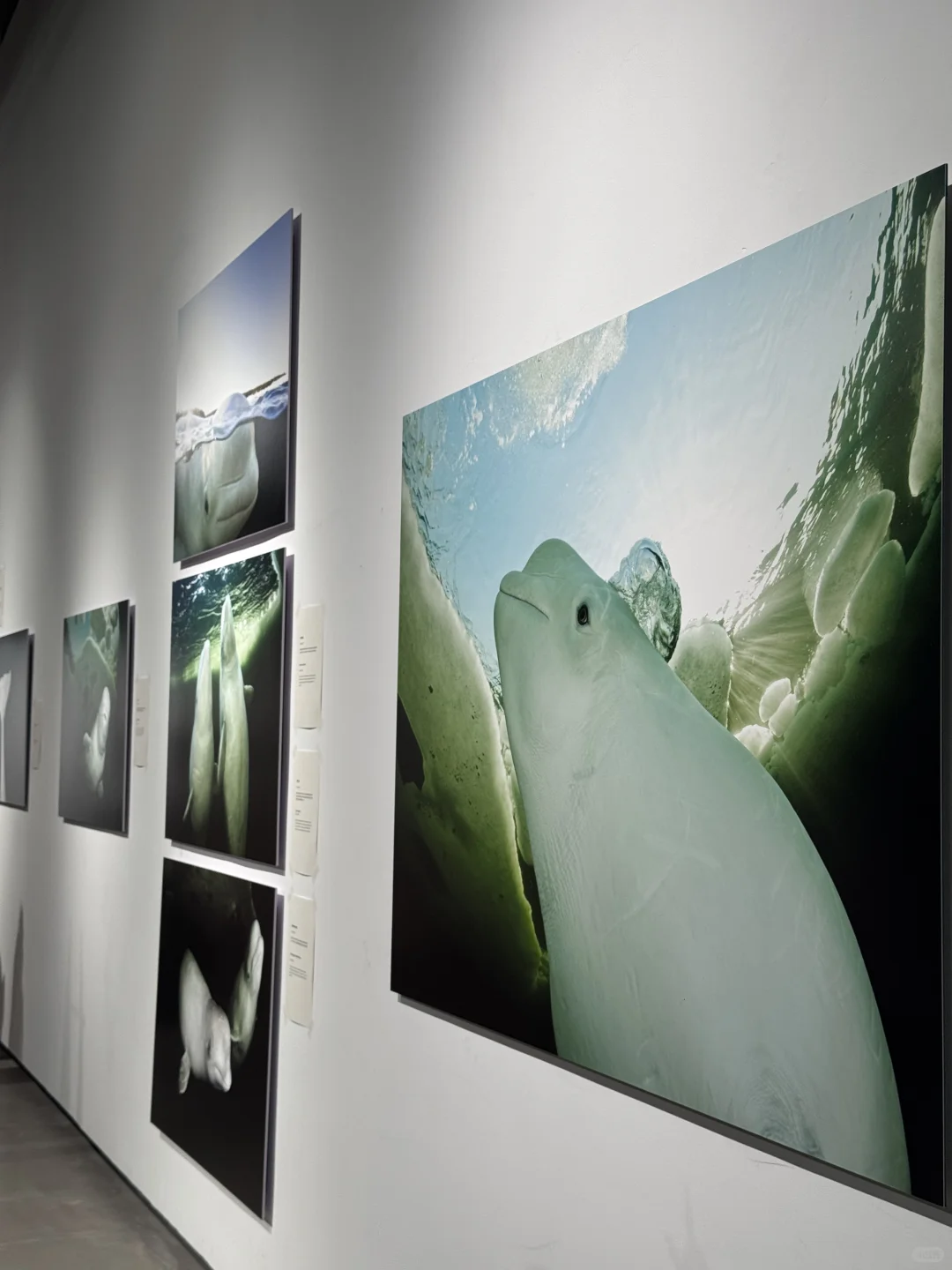 深圳新展|华侨城一馆两展!附攻略✔️