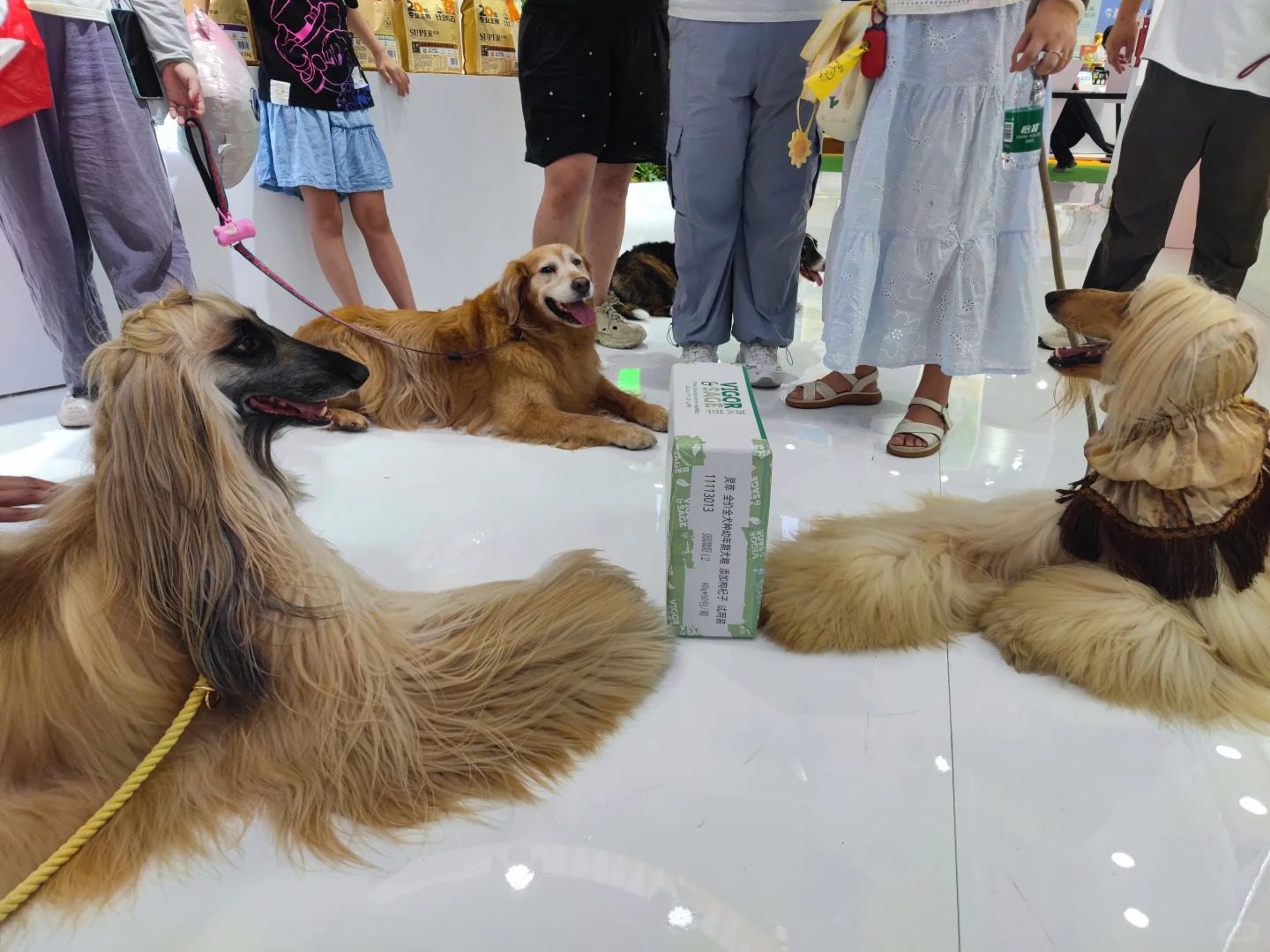 逛完亚宠展,我发现宠物食品正在悄悄进化✨