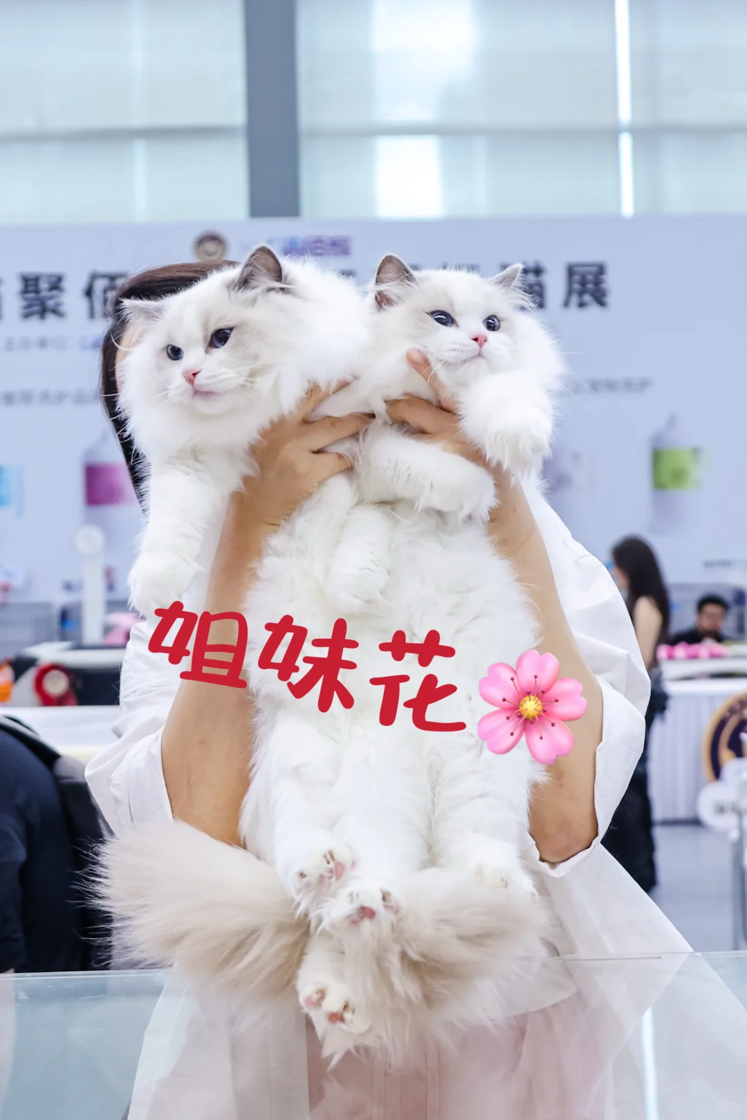 2025深宠展10.17开幕！快带毛孩子来