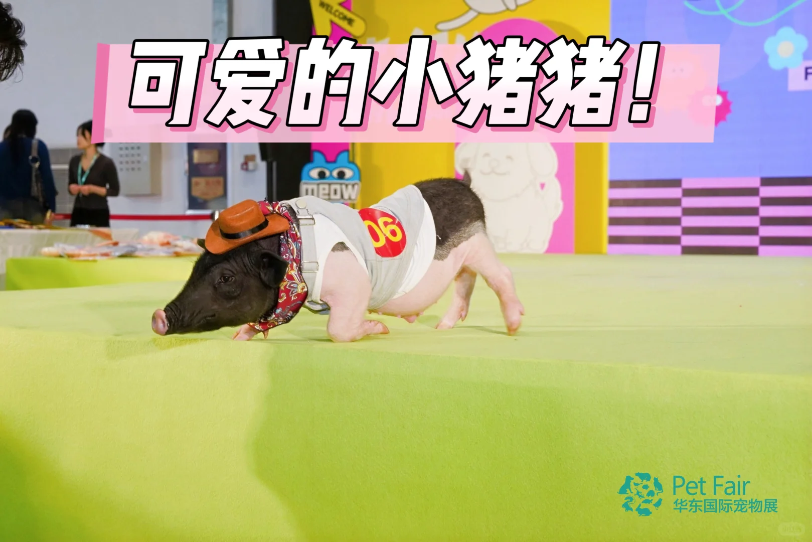 ??华东宠物展来袭！杭州宠友狂欢预警