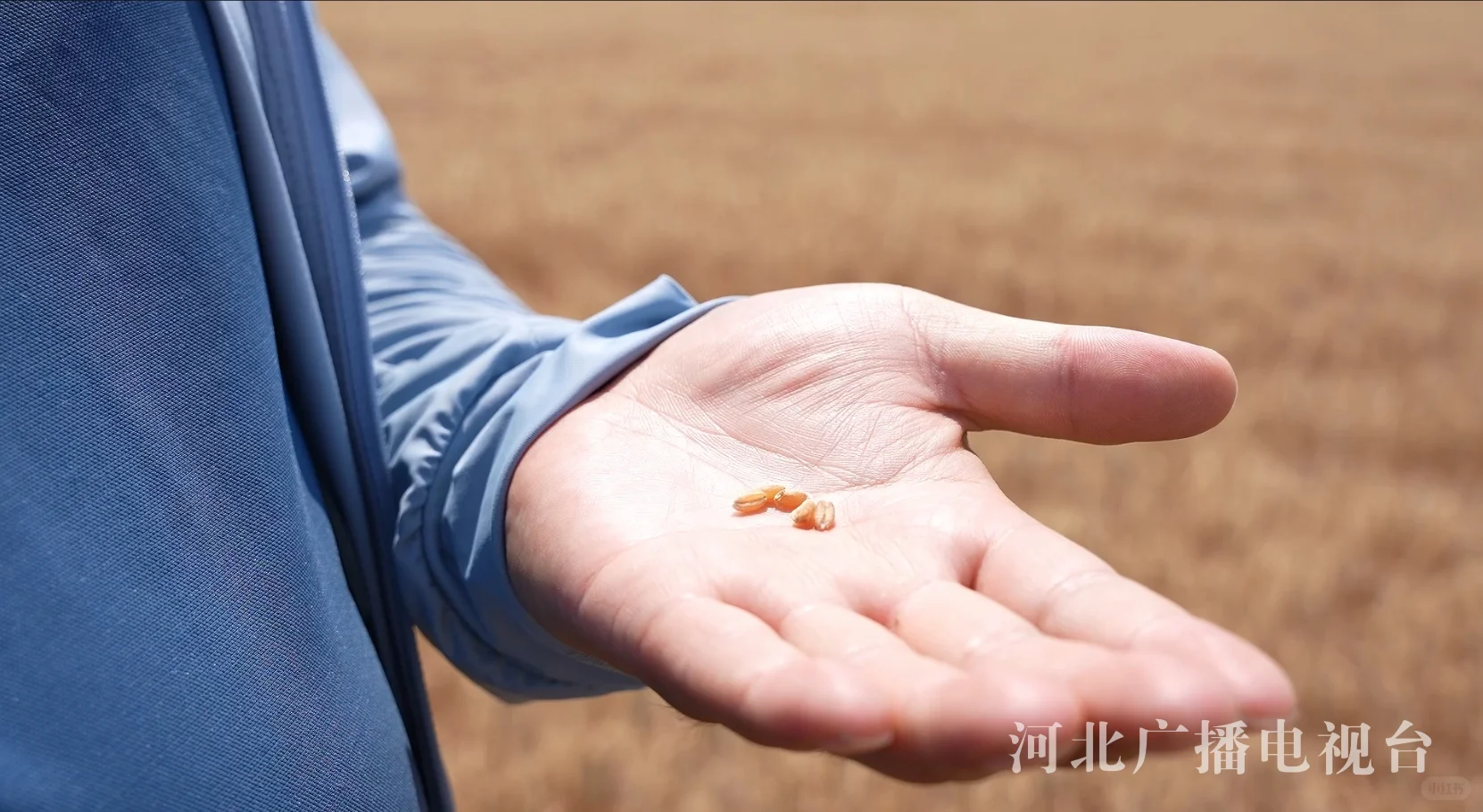 麦浪里的河北 | 我们在麦田里拿到毕业证