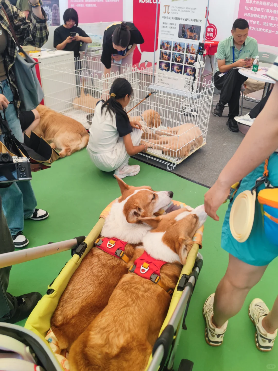 逛完亚宠展,我发现宠物食品正在悄悄进化✨