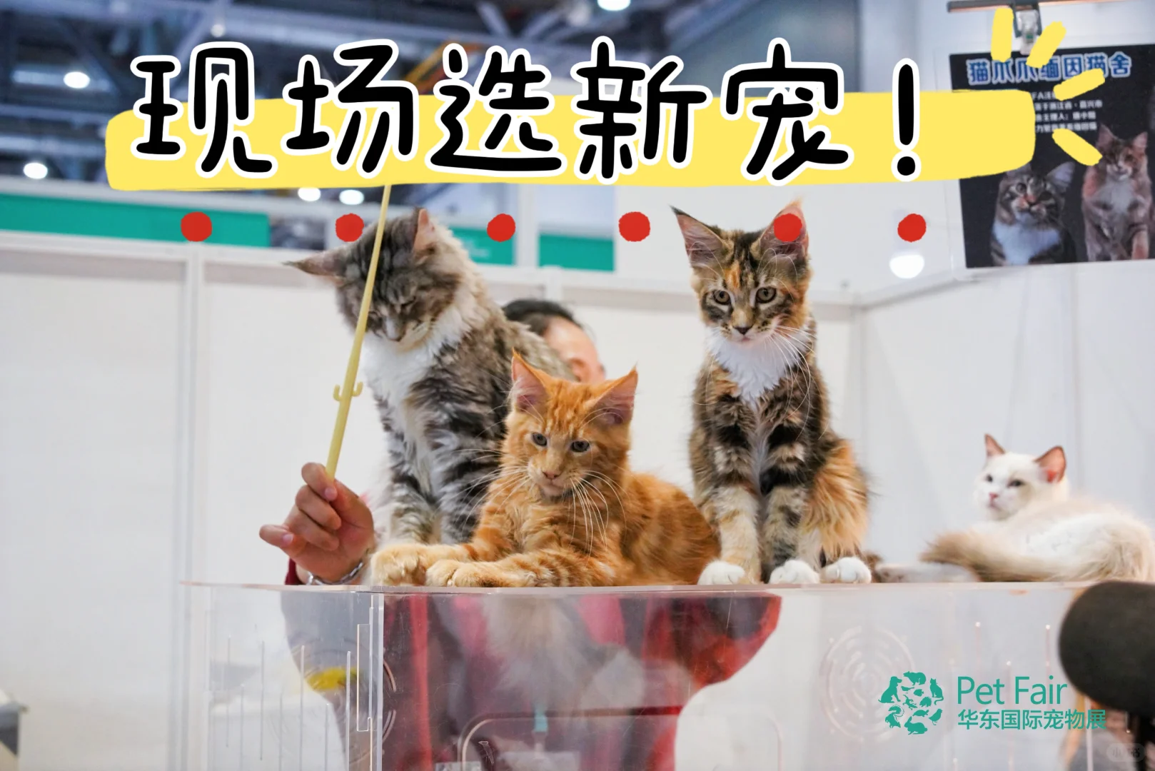 ??华东宠物展来袭！杭州宠友狂欢预警