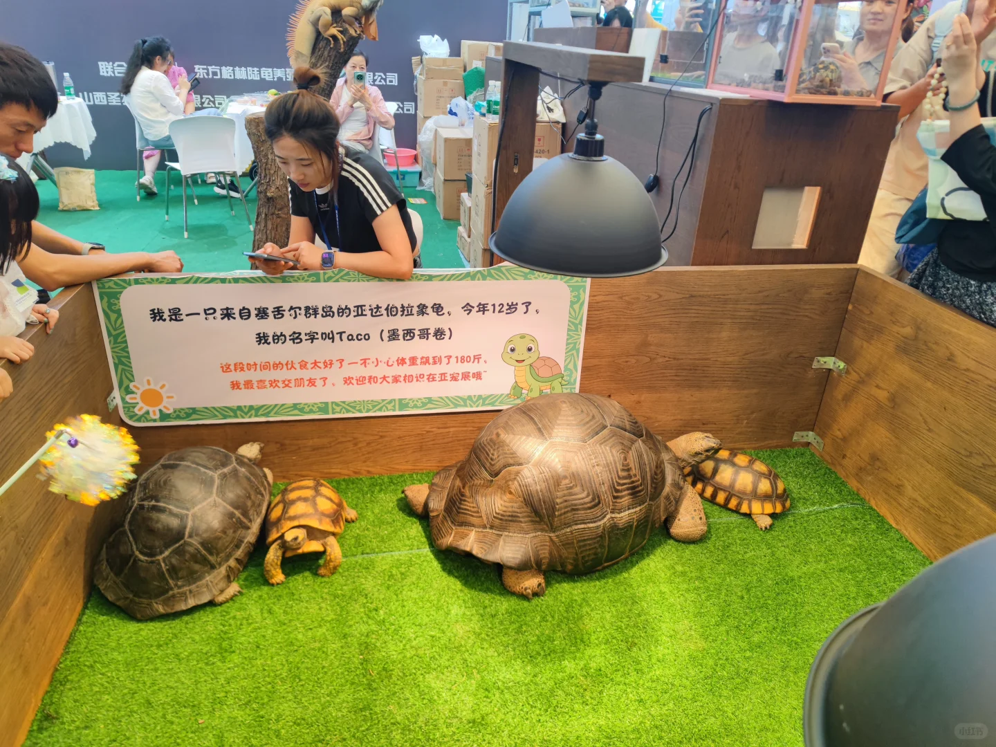 逛完亚宠展,我发现宠物食品正在悄悄进化✨