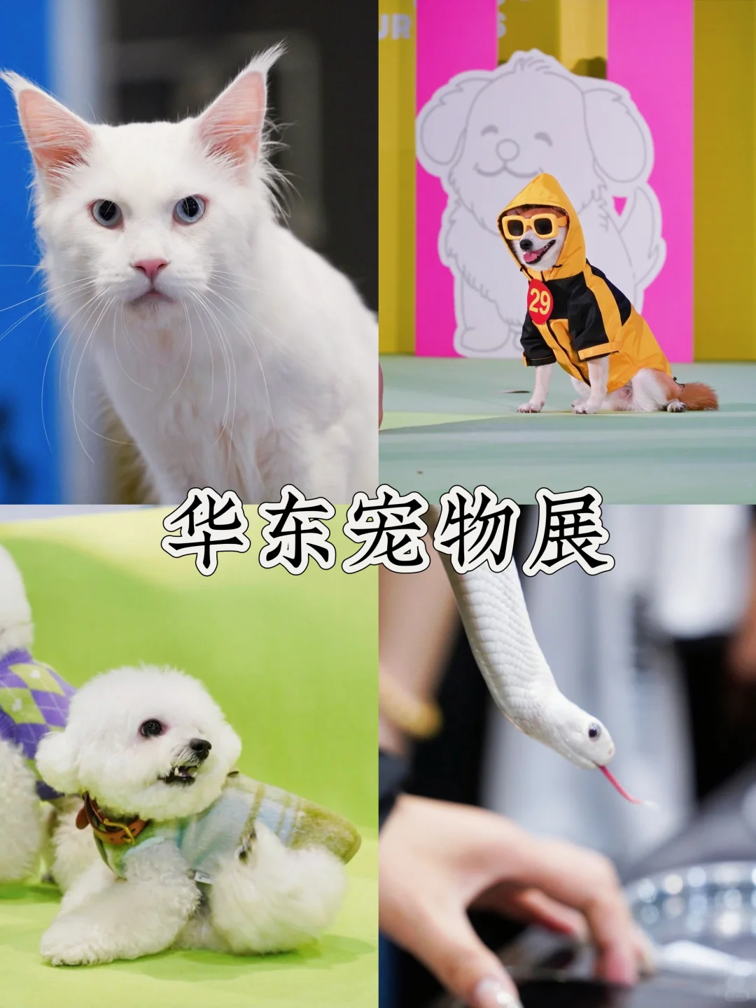 华东宠物展深度攻略｜不止逛展，更是行业盛
