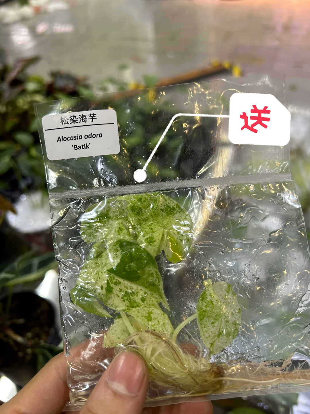 一代人有一代人要领的“鸡蛋”，明天福利开送