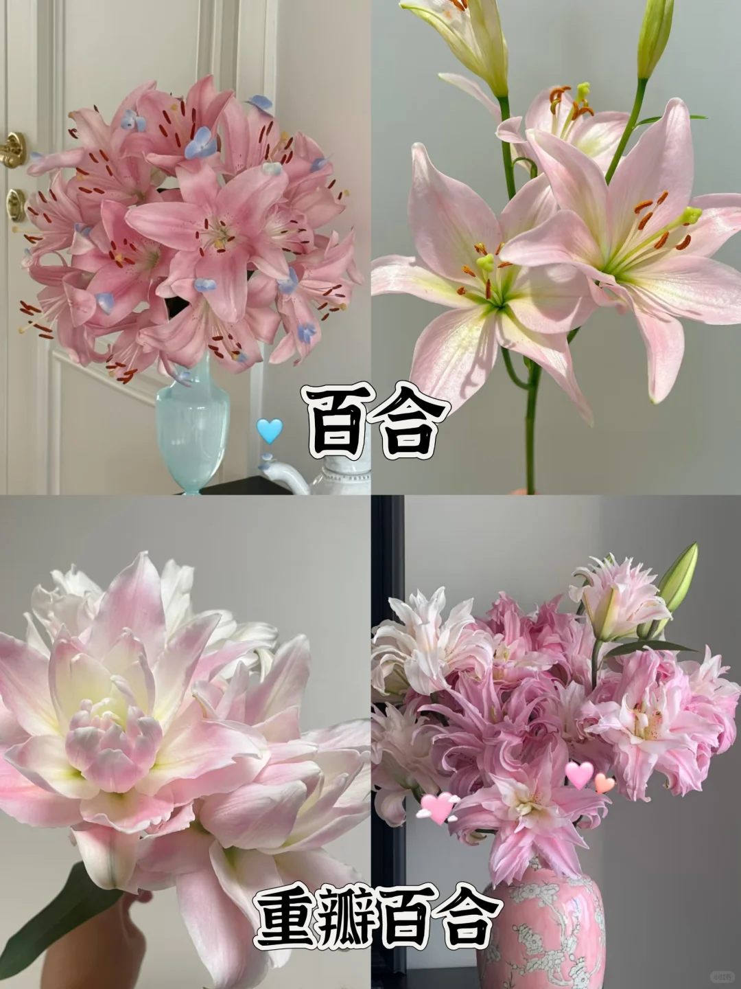 一下认识16种粉色花材，少女心动系列