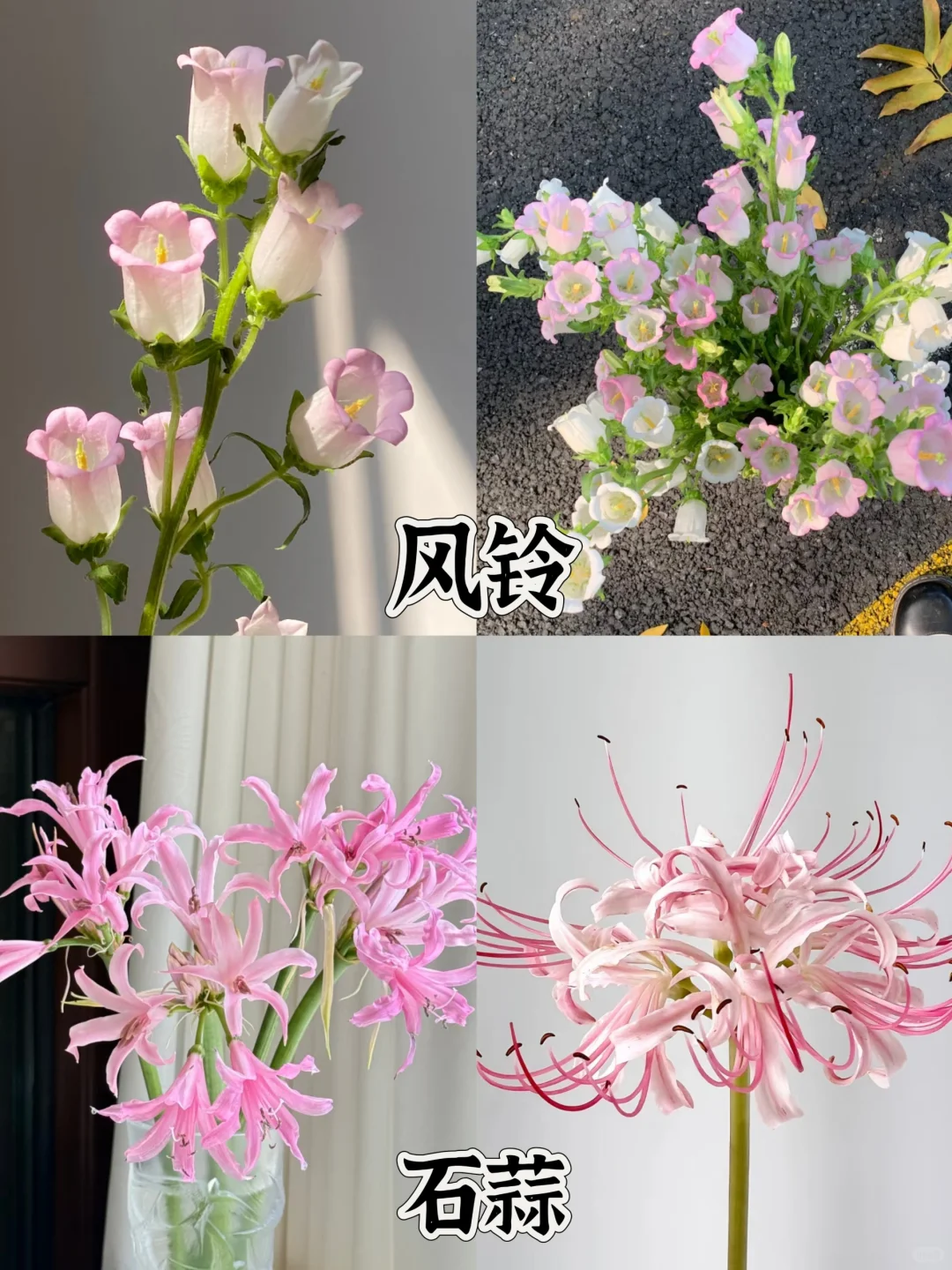 一下认识16种粉色花材，少女心动系列