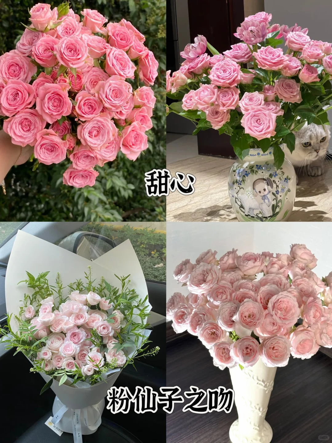 一次性认识16种粉色多头玫瑰，适合甜妹的花
