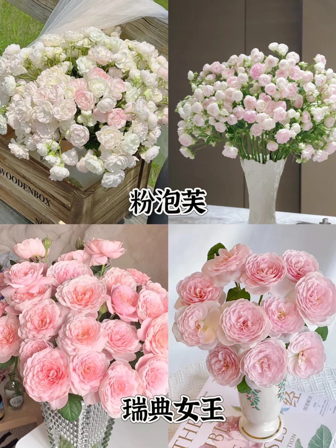 一次性认识16种粉色多头玫瑰，适合甜妹的花