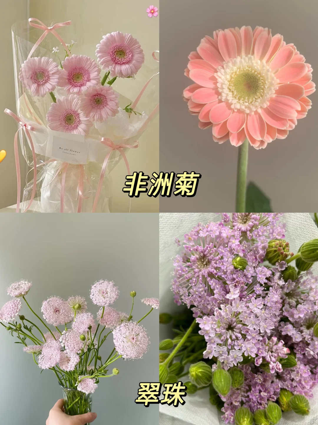 一下认识16种粉色花材，少女心动系列