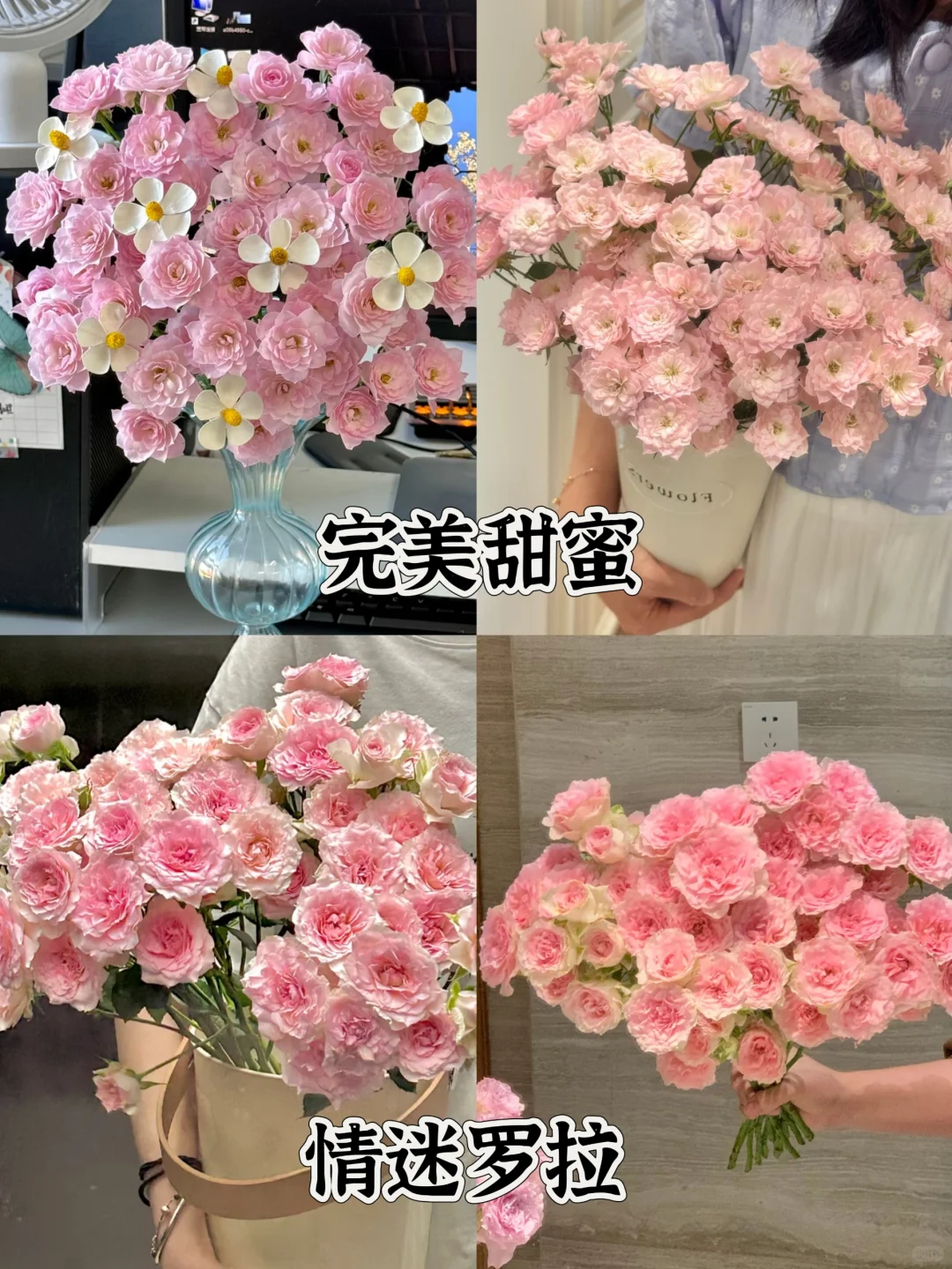 一次性认识16种粉色多头玫瑰，适合甜妹的花