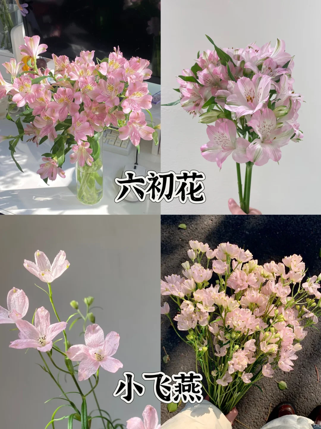 一下认识16种粉色花材，少女心动系列
