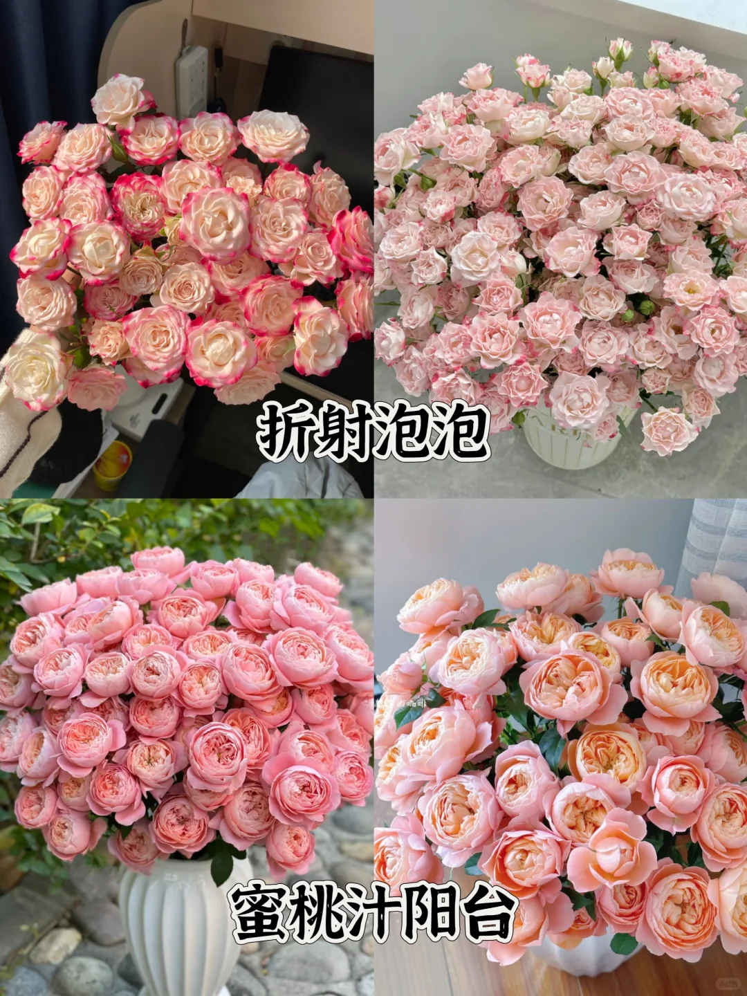 一次性认识16种粉色多头玫瑰，适合甜妹的花