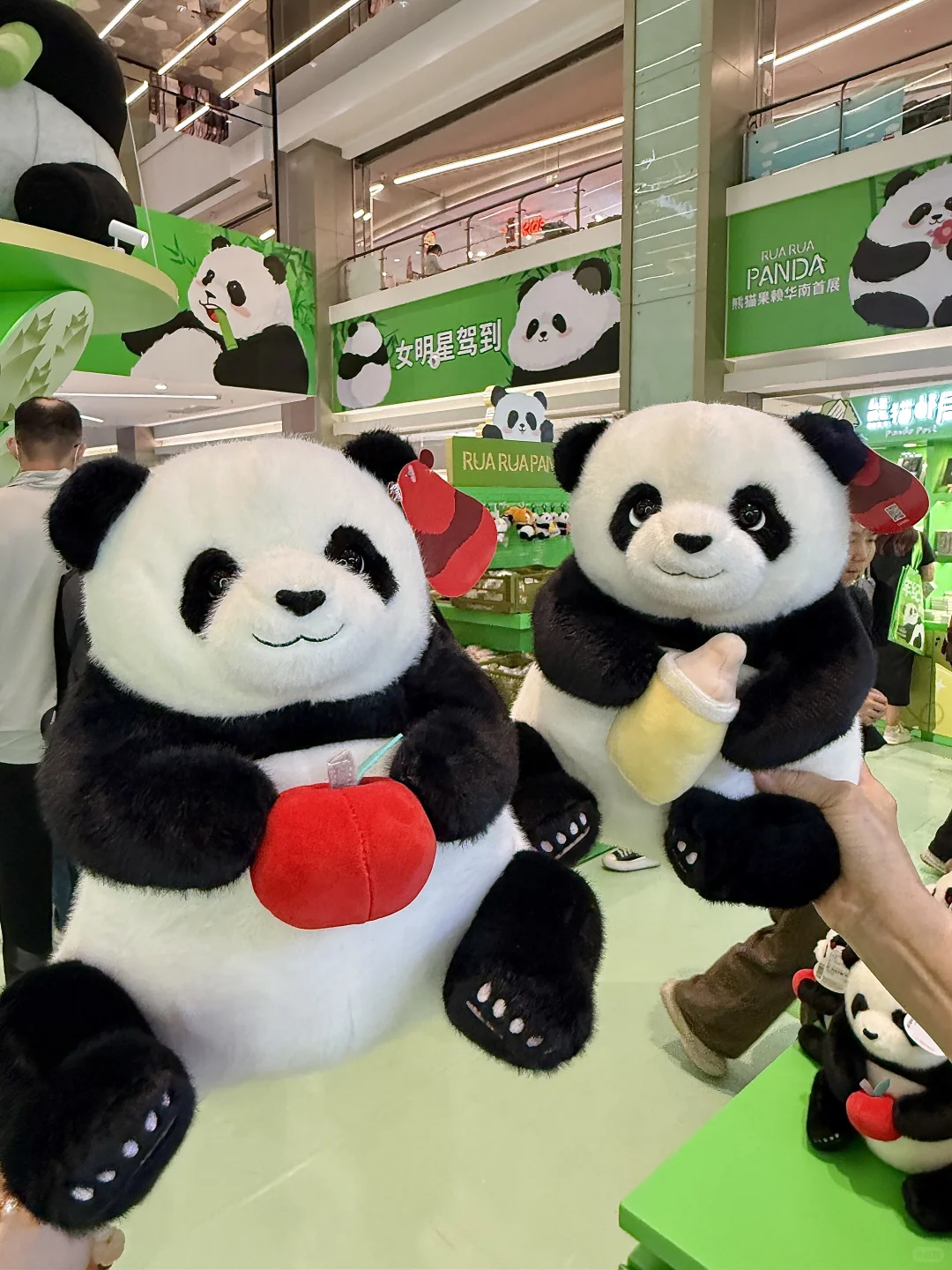 广州新的0r熊猫展！好可爱好好逛！！快去！！