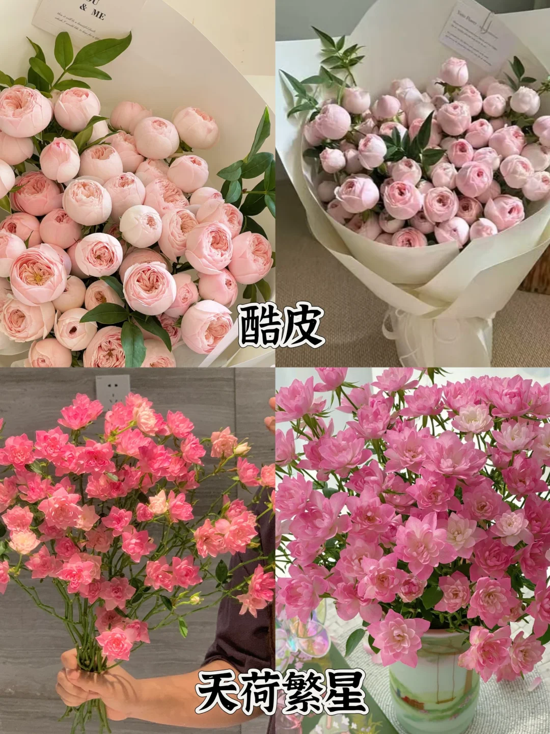 一次性认识16种粉色多头玫瑰，适合甜妹的花