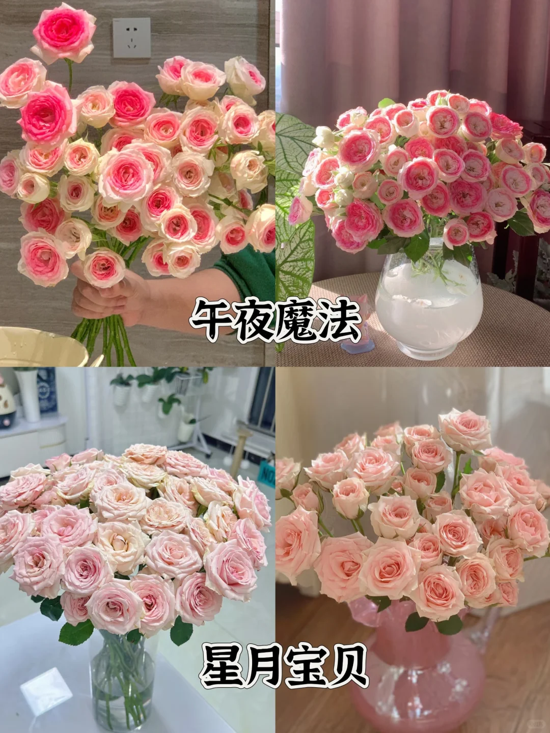 一次性认识16种粉色多头玫瑰，适合甜妹的花