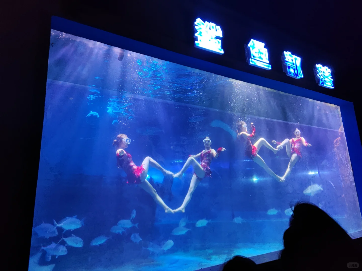 ✨邯郸遛娃?邯郸海洋世界