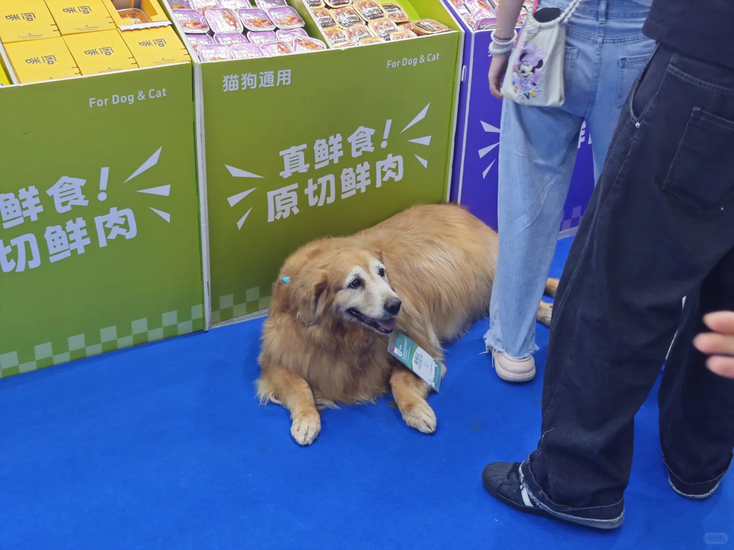 【避雷深宠展】听劝至少能省50大洋