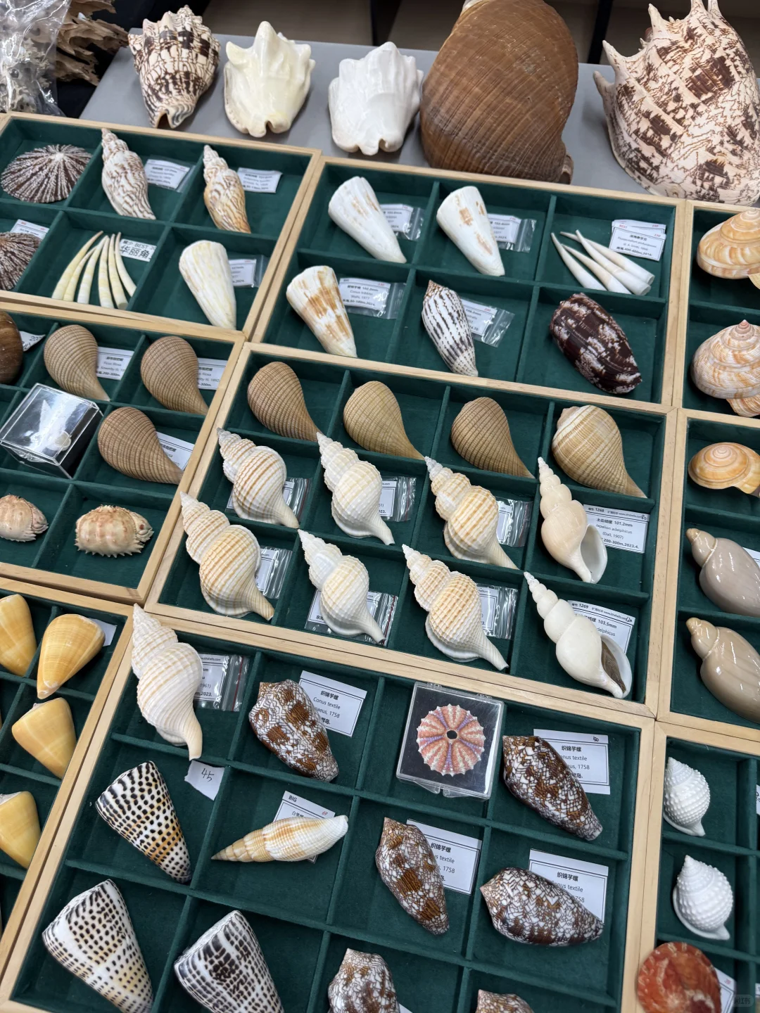 零成本接触自然之美（苏州限定）
