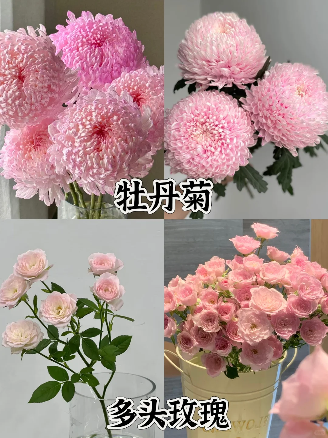 一下认识16种粉色花材，少女心动系列