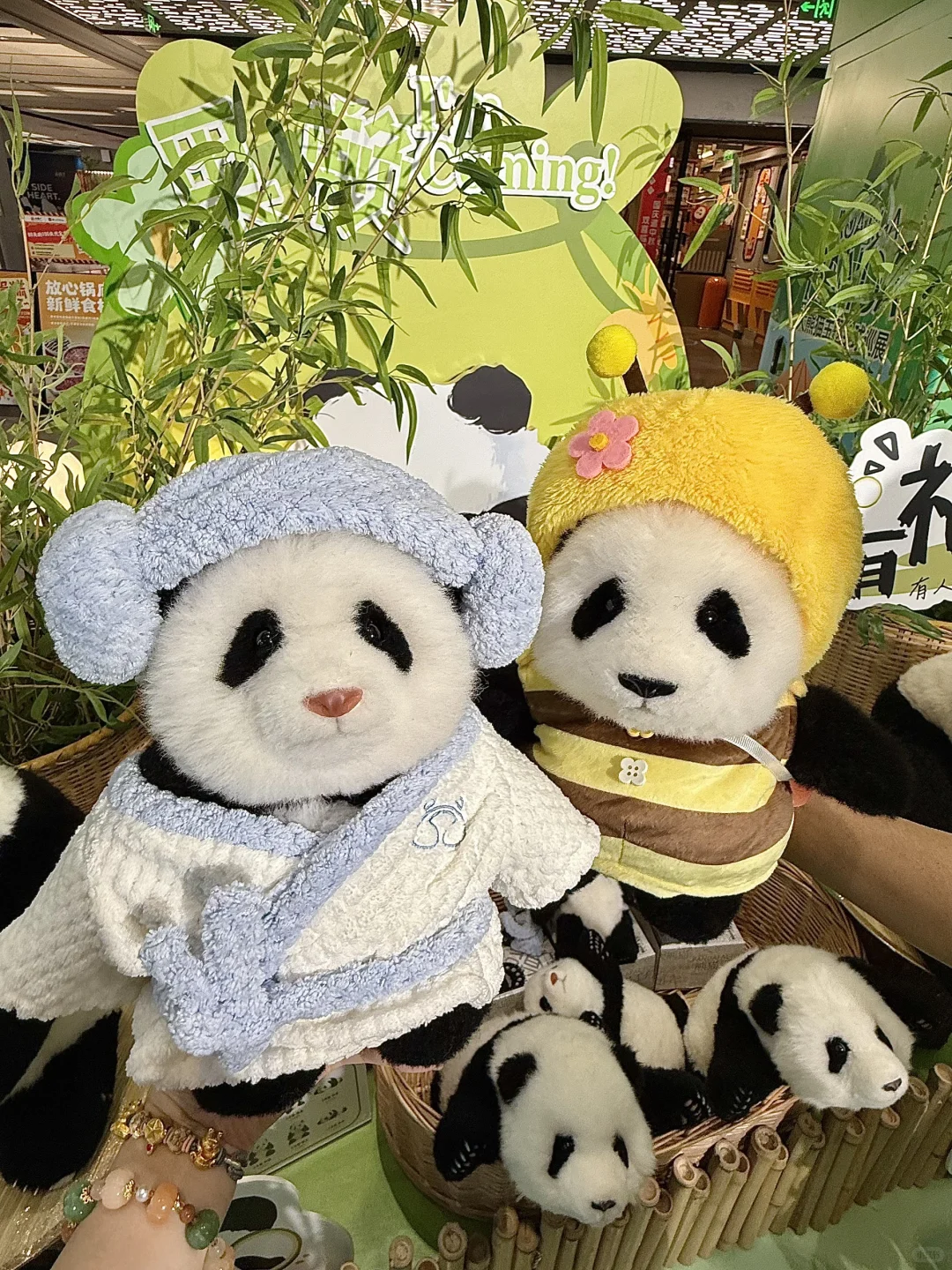 广州新的0r熊猫展！好可爱好好逛！！快去！！