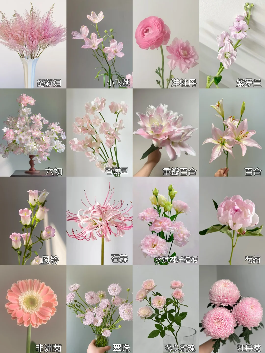 一下认识16种粉色花材，少女心动系列