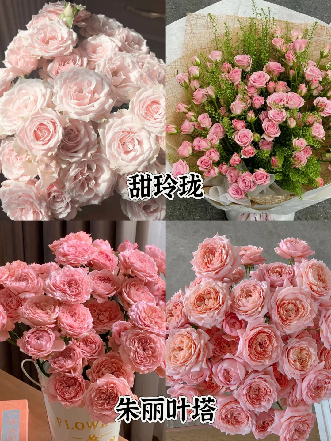 一次性认识16种粉色多头玫瑰，适合甜妹的花