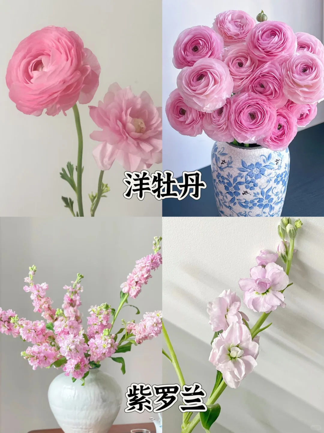 一下认识16种粉色花材，少女心动系列