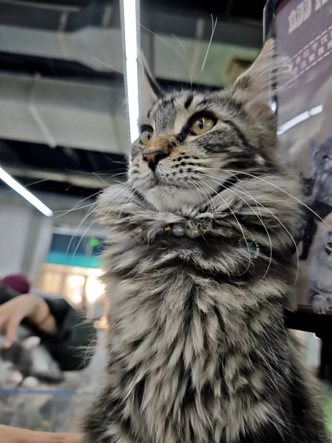 沈阳宠博展！
