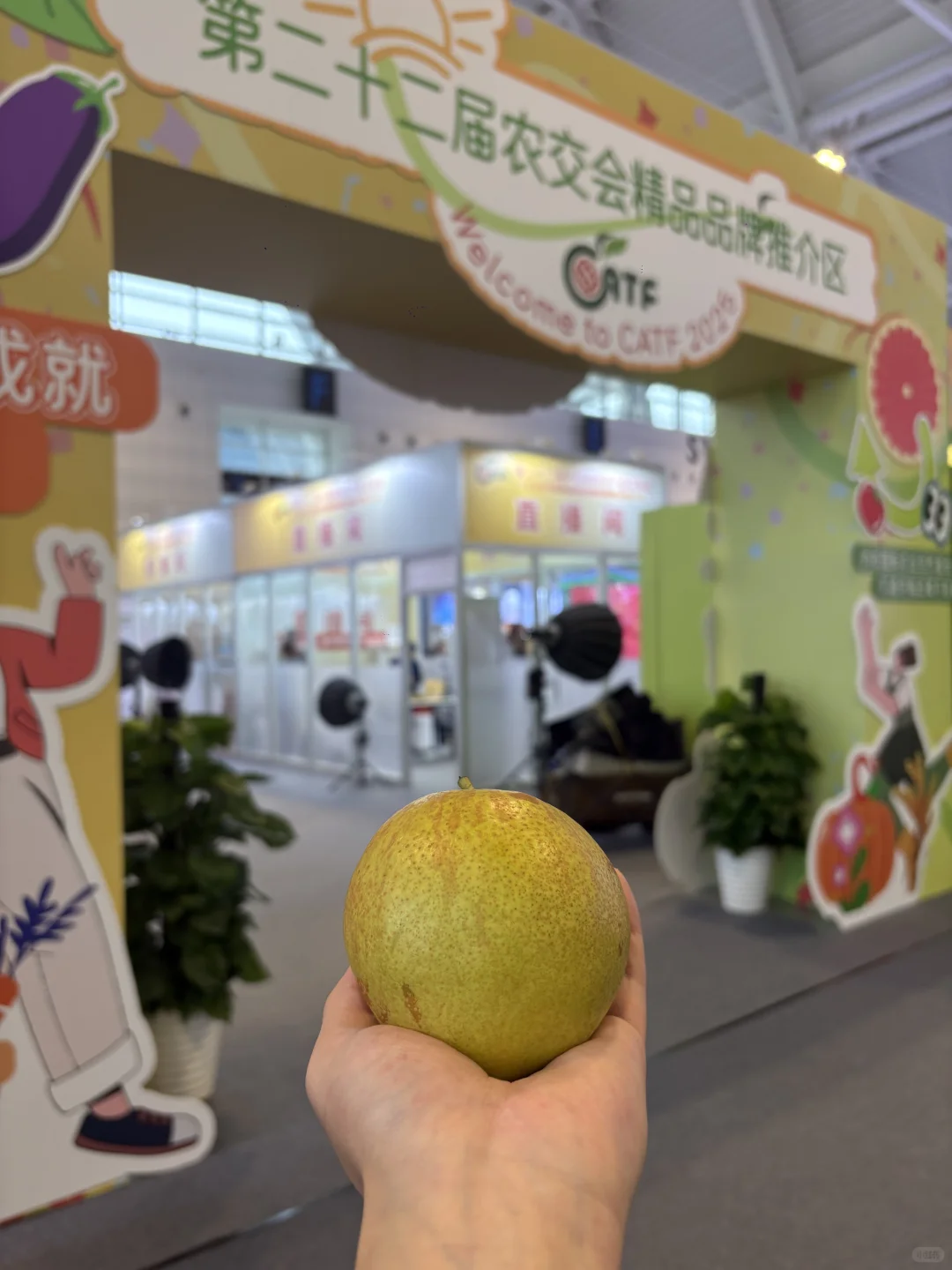 第二十二届农交会必冲！隰县玉露香梨太绝了