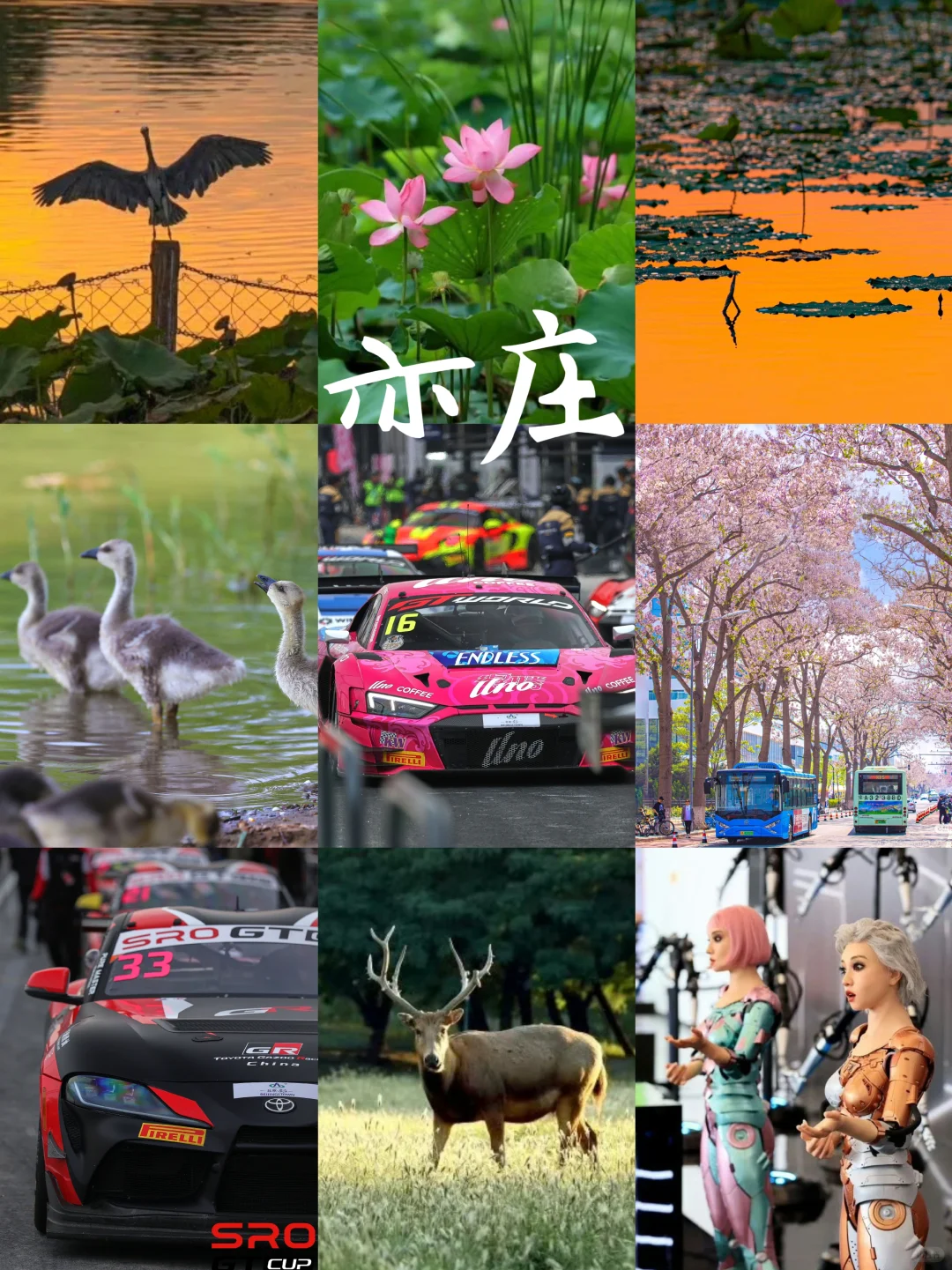 北京周末新玩法!去亦庄看赛车逛湿地