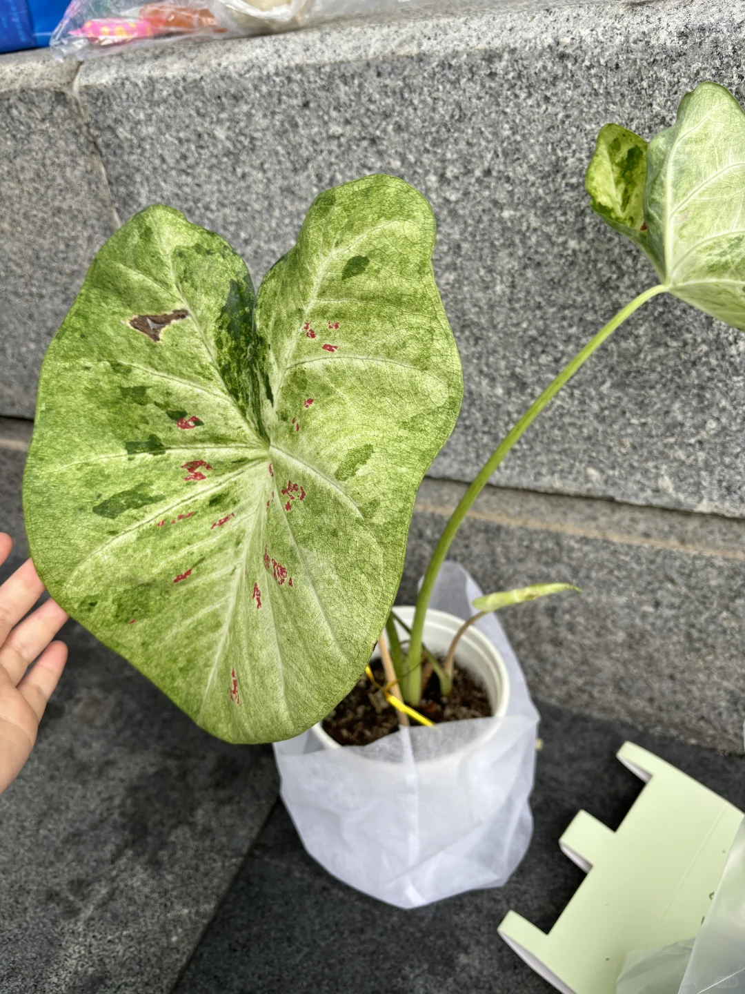 无锡热植展3天收获满满