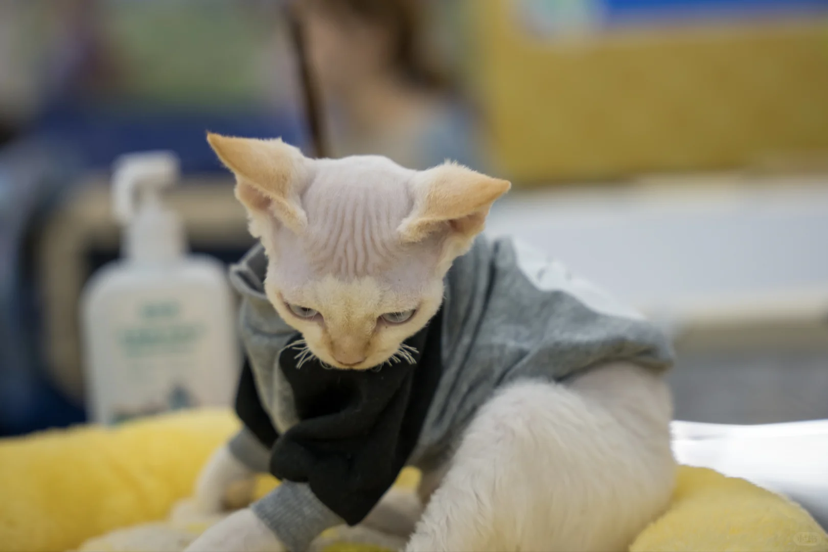 沈阳工业展览馆，宠物嘉年华
